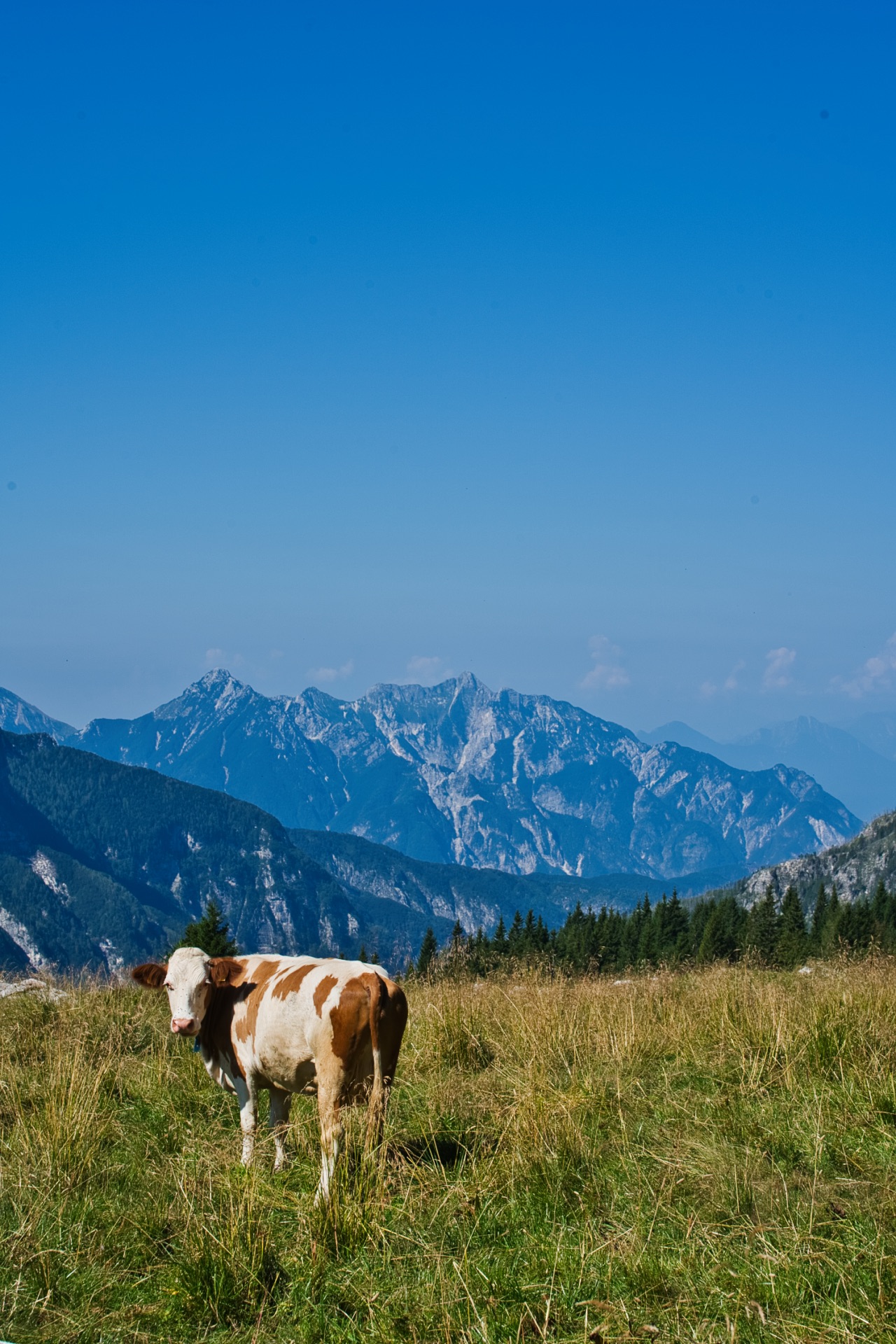 Cow