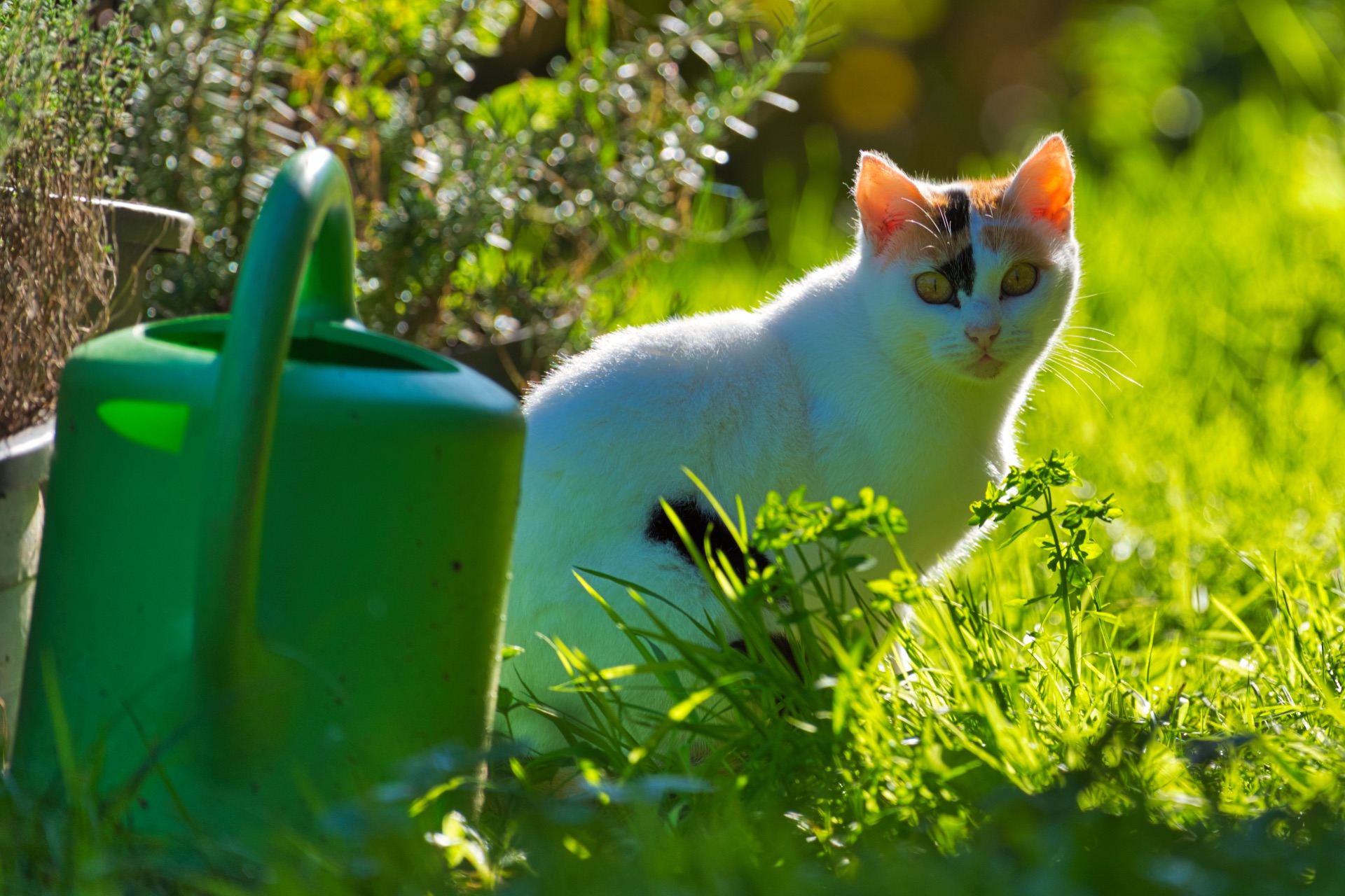 Cat