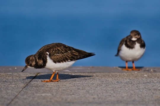 Bird